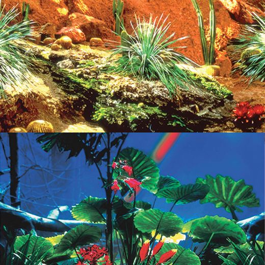Picture of REPTILE Cactus Garden / Rainforest - 19 1/4" x 50'