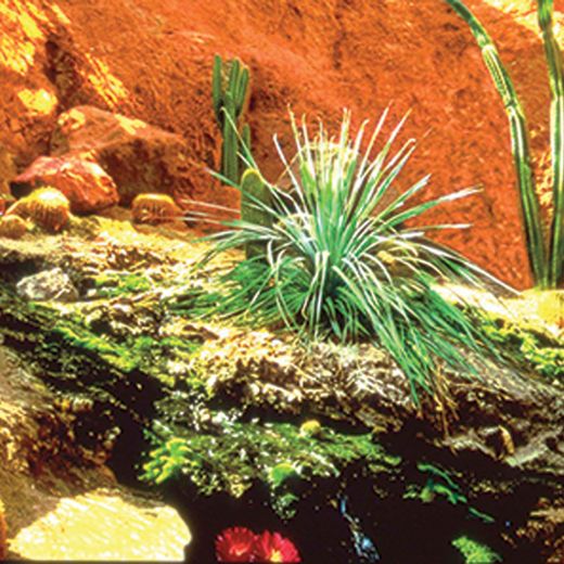 Picture of REPTILE Cactus Garden / Rainforest - 19 1/4" x 50'